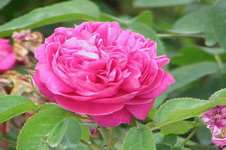 Damaskas roze